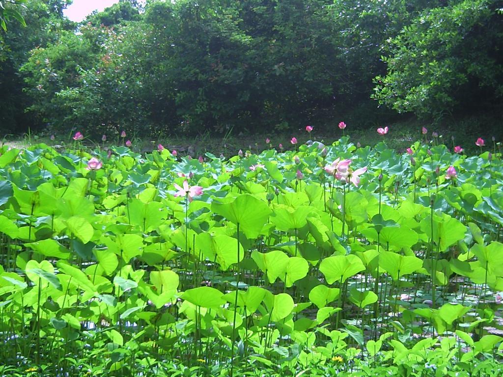 River Ray Estates Resort Loc An ภายนอก รูปภาพ